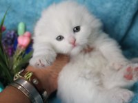 Muhtesem British shorthair ve Scotish fold bebeklerim