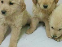 Golden retriever bebekler hazır