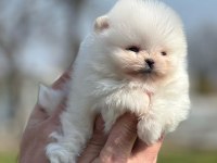 Beyaz Pomeranian Boo