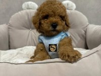 Pets World ayrıcalığı ile toy poodle yavrularımız