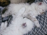 British longhair dişi bebekler