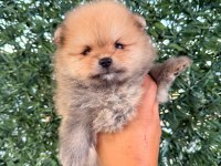 Pomeranian boo 3 aylık köpeğimiz