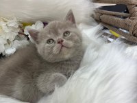 British shorthair yavrularımız yeni yuvasını arıyor