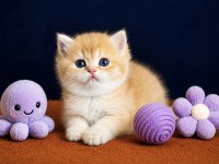 British Shorthair Golden Yavrular