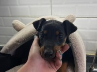 Enerjik ve Hırslı Doberman Yavrularım