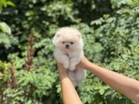 Pomeranian Boo Bebekler