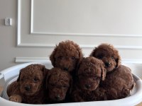 A kalite toy poodle yavrularımız