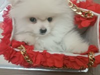 66 günlük pomeranian köpeği