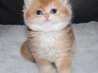 British shorthair türkiyede eşi benzeri yok