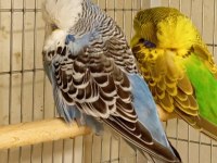 Show jumbo muhabbet kuşu