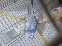 Satılık japones muhabbet kuşu