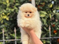 Show kalite ayı surat pomeranian boo yavrular