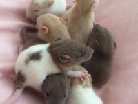 Rat - Dumbo Rat Yavrular ve Malzemeleri Adrese Teslim Var