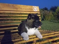 Efsane Amerikan Akita yavrular