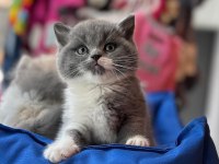 Top Kafa Kısa Kulak White Bicolor British Shorthair