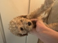 2 aylık Toy Poodle yavruları