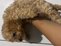 Erkek maltipoo