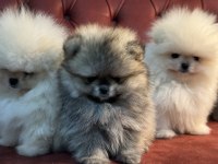 Petmode köpek çiftliğinde ziyarete açık  pomeranian