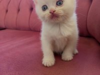 British longhair 45 günlük kedimiz