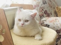 BRİTİSH KEDİM İÇİN EŞ ARANIYOR