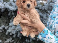 Maltipoo bebekleri
