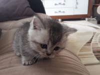 1.5 aylık british shorthair silver shaded