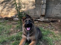 3 aylık şecereli alman kurdu yavruları