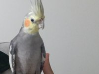 1 Yaşında Dişi Sultan Papağanı