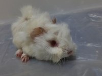 Guinea Pig Yavrular Aynı Gün Set Halinde Teslim Edilir