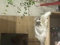 Kız evlada sahıp olmak isteyen