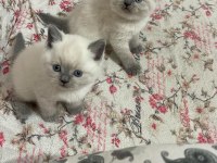 British Shorthair Yavrularım Yuvalarını Bekliyor