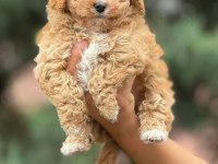 Karamel Maltipoo Teacup