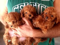 Poodle efsane TEACUP Bebekler