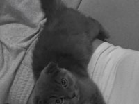 Scottish fold kedimiz