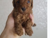 Poodle Yavruları
