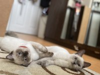 Acil sahiplendirme british longhair