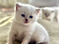 British shorthair miniğimize yuva arıyoruz