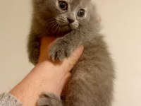 Mükemmel kalite british shorthair