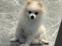 A kalite pomeranian boo