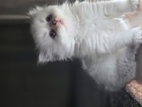 55 Günlük Erkek ve Dişi British Longhair