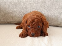 Red toy poodle yavrularımızı Rezerveye açtık.