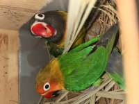 Sevda ve cennet takımlar tek erkek damızlık dişi