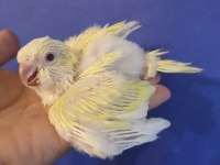 El Besleme Bebek Monk Papağanımız