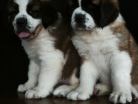 DEV KÖPEK SAİNT BERNARD YAVRULAR