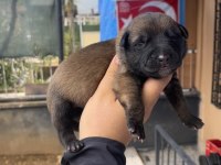 Safkan Malinois Yavruları