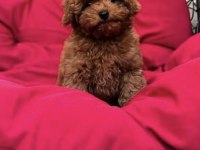 Toy Poodle Harika Bebekler