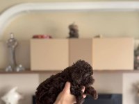 Erkek Toy Poodle Köpeğimiz