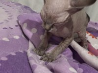 Sağlıklı ve Oyuncu Sphynx (Tüysüz) Yavrumuza Yeni Yuva