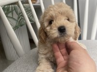 Poodle Ayarında Orijinal Maltipoo