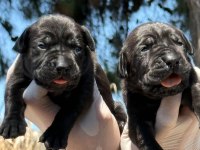 Cane corsa alan koruma köpeği yavruları 